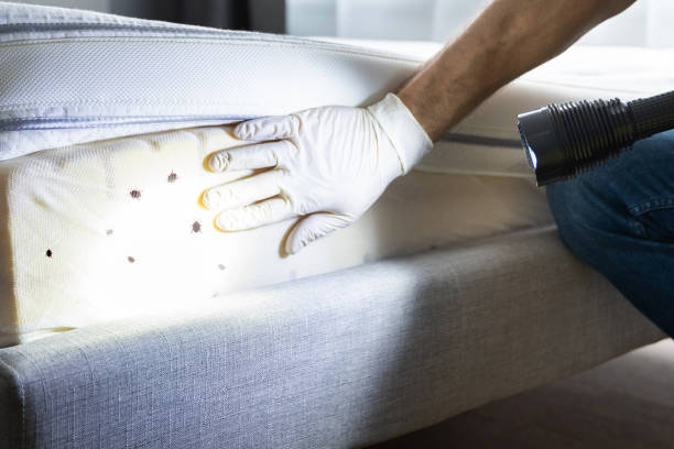 Best Pest Control for Homes  in Hamburg, AR