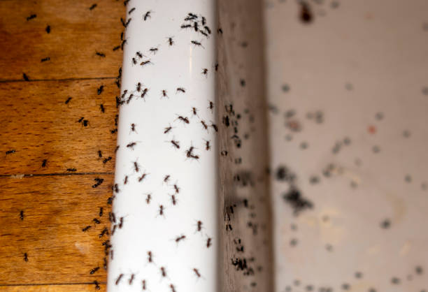 Best Affordable Pest Control Services  in Hamburg, AR