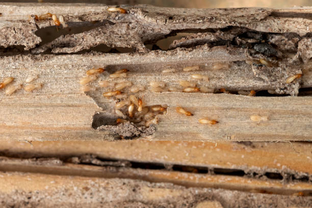 Best Emergency Pest Control  in Hamburg, AR
