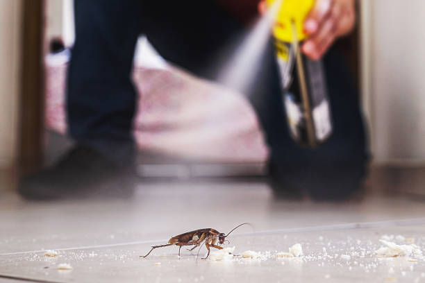 Best Bed Bug Extermination  in Hamburg, AR